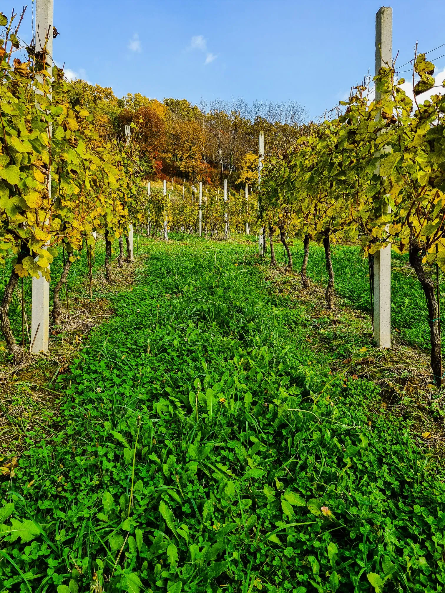 Vinograd Stružnjak